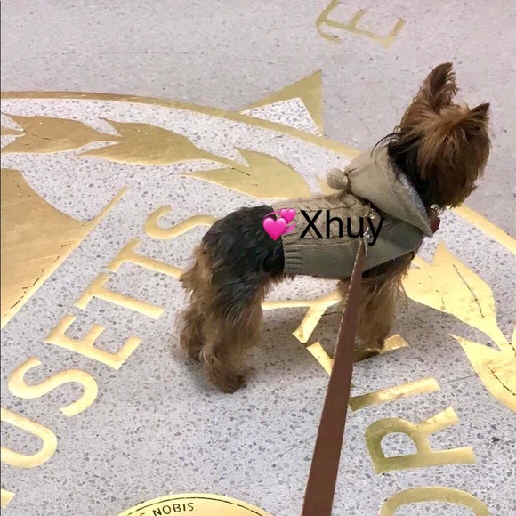 Yorkshire Other - My Little  fur baby XHUY........ 🐾🐾❤️❤️🐾🐾🐾❤️